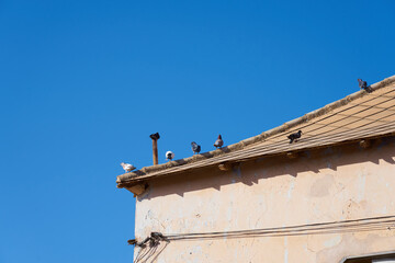 Fototapeta na wymiar Pigeons bask in the sun on the roof of an old house.