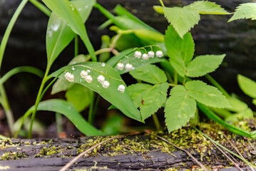 Lilies of the valley in the spring forest. Wild forest and flowers under the shade of old trees.