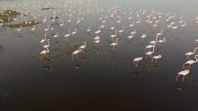 A flock of flamingos living in the area of high-voltage wires. Flamingos swimming in polluted waters