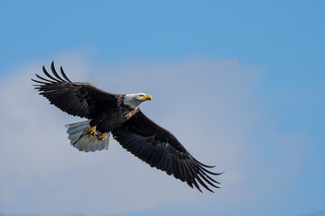 The majestic bald eagle