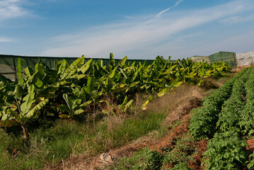 Malia, Crete, Greece, Europe. 2022. Bananas growing in the Malia area of Crete some under plastic. - obrazy, fototapety, plakaty