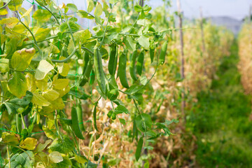 Pods of ripe peas on branches in the garden. High quality photo