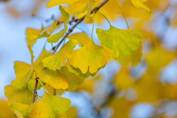 Fototapeta na wymiar Close-up on Ginkgo Biloba tree. Yellow leaves on blue sky background. Autumn concept background. Macro Ginkgo leaf. Healing plant, alternative chinese medicine