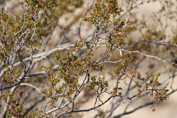 Green bifoliolately compound opposite distally mucronate entire resinous obliquely lanceolate leaves of Larrea Tridentata, Zygophyllaceae, native shrub in the El Paso Mountains, Autumn.