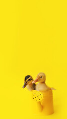 banner two small yellow add variegated duckling in metal watering can on yellow background, selective focus, vertical, 16:9