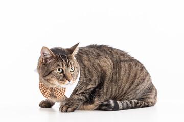 Large European tabby cat with a bow tie