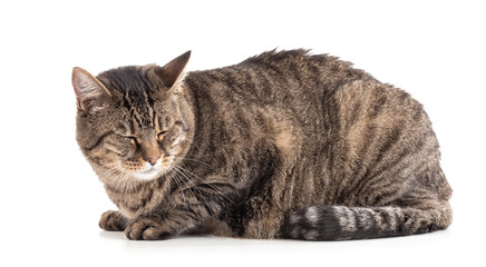 Large European tabby cat lying