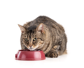 Large European tabby cat in front of a bowl