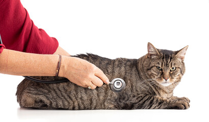 Large European tabby cat with a stethoscope