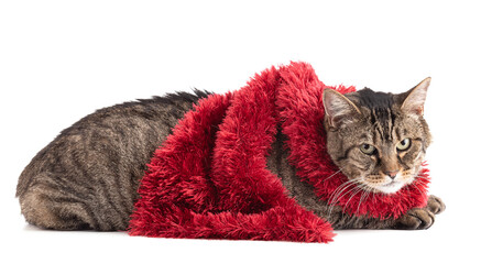 Large European tabby cat with a red scarf