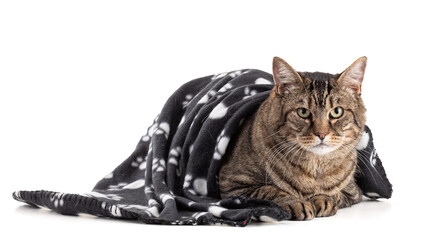 Large European tabby cat with a black blanket