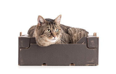 Large European tabby cat in a black cardboard box