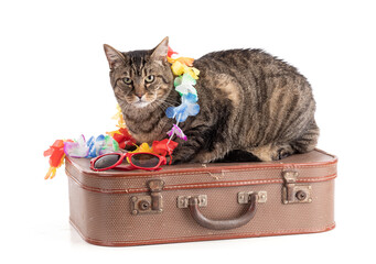 Large European tabby cat on a suitcase