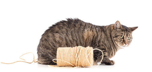 Large European tabby cat with a spool of string