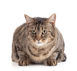 Large European tabby cat