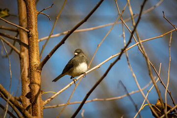 Dark-Eyed Junco Searching for Food