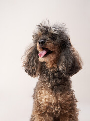 curly little poodle on a beige background. Portrait of a happy pet in the studio