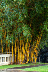 Wet Green and Yellow Bamboo Thicket on a Rainy Path.
