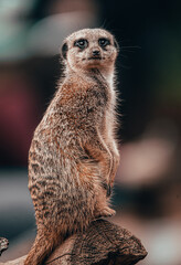 meerkat on guard