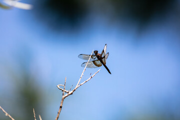 A Dragonfly on a Small Tree Branch