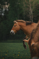 Obraz premium Horse in the field 02