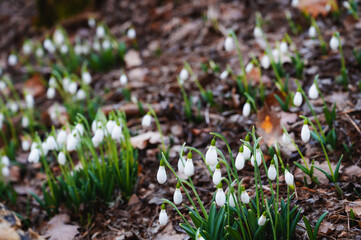 Snowdrops in the forest