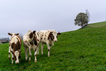 Young cows in a green field. Lucerne, Switzerland.
