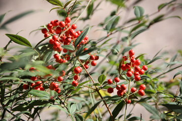 red berries on a branch