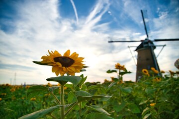 向日葵と風車