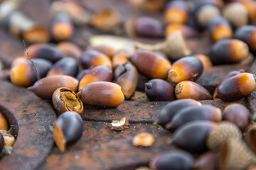Acorns on the ground