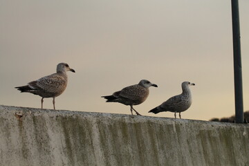 seagulls on the pier