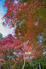 身延山のハイキング西コースの紅葉