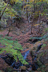 身延山のハイキング西コースの紅葉