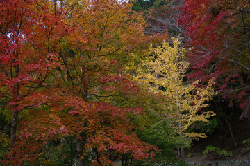身延山のハイキング西コースの紅葉