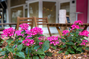 Fototapeta na wymiar Pentas flowers next to cafe