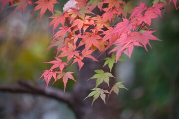 身延山のハイキング西コースの紅葉