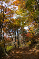 Fototapeta premium 身延山のハイキング西コースの紅葉