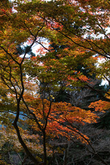 身延山のハイキング西コースの紅葉