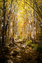 Obraz premium The golden enlighted trail that leads to Pioui mountain, under colored leaves at Fall, Quebec, Canada