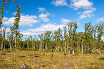 Autumn forest background