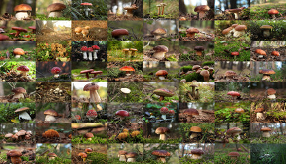 Collage with photos of different wild mushrooms in forest