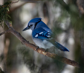 Blue Jay Looking for Its Next Perch