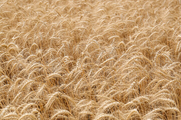 Beautiful view of agricultural field with ripe wheat spikes