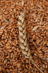 Many wheat grains and spikelet as background