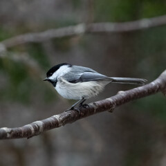 Chickadee Looking From a Branch