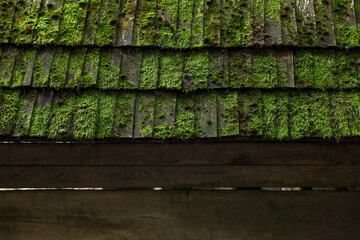 Old wooden roof covered with green moss