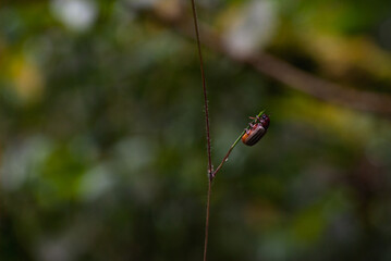 dragonfly on a leaf