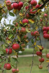 Delicious ripe red apples on tree in garden