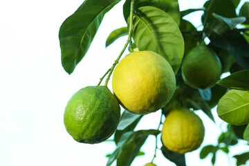 Unripe lemons growing on tree outdoors, closeup. Space for text