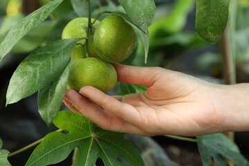 Woman picking ripe lemon from branch outdoors, closeup